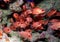 A school of red Hawaiian squirrelfish  or â€˜alaâ€˜ihi  at PapahÄnaumokuÄkea Marine National Monument
